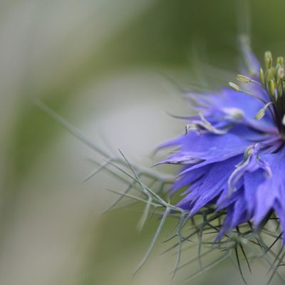 Gratte-moi si tu peux ! 