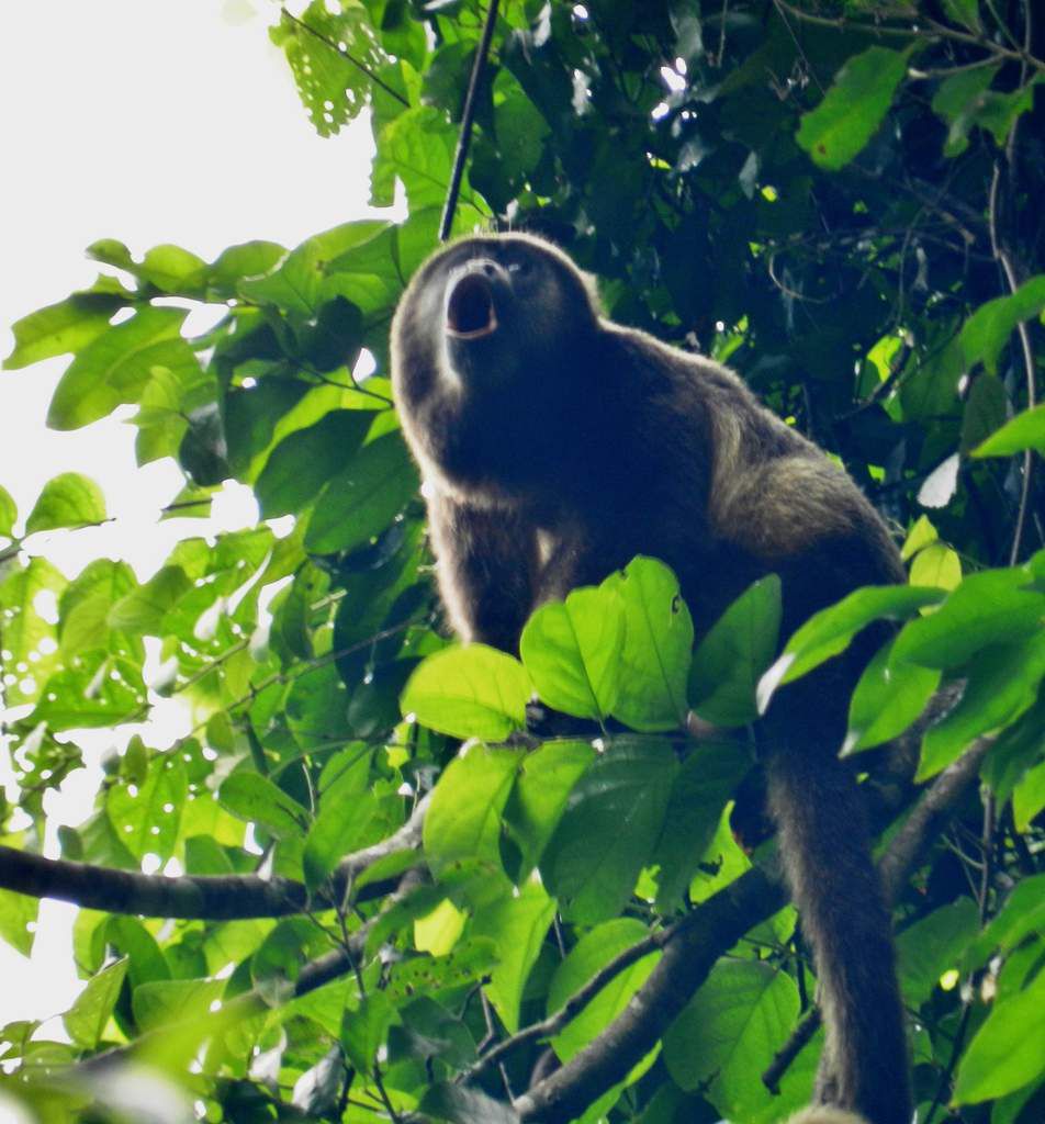  Black Howler Monkeys in Churute Reserve