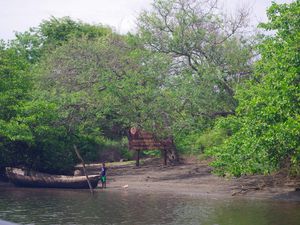 Tour en bateau dans la mangrove Juan Venado (raton laveur, iguanes, crabes...)