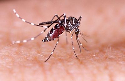 Contaminer volontairement les moustiques : danger ?
