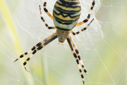 Argiope frelon (Argiope bruennichi)