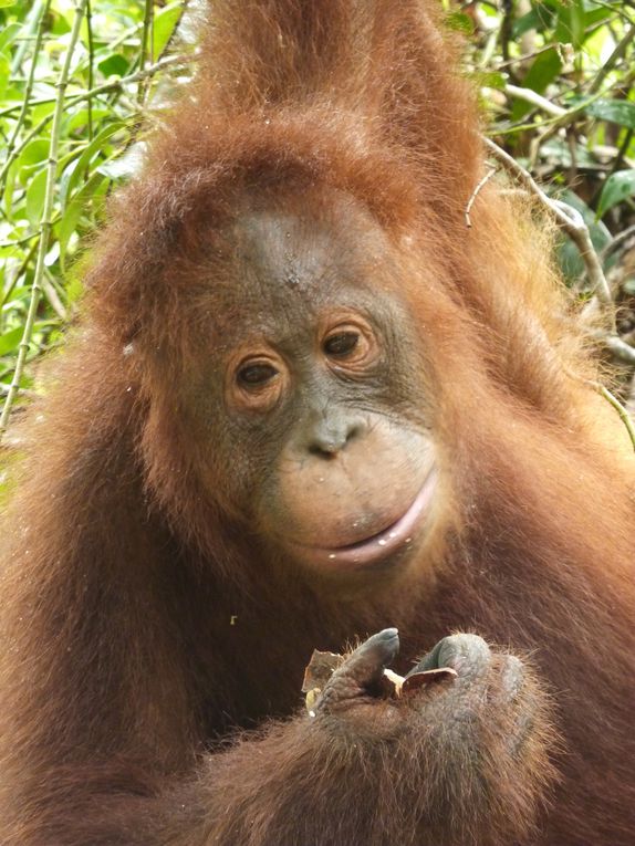 Kalimantan, le Borneo indonesien.
Rencontre avec les orang utan. 
'Orang' = homme. 'Orang utan' = vieil homme de la foret.