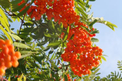 Balade à la découverte des arbres en fruits au Parc Régional du Scheutbos le 11/09 à 10H