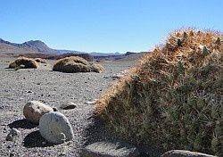 Les plantes : amies ou ennemies ?