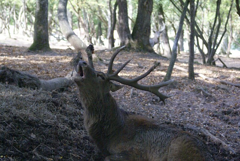 diaporama d'images d'animaux réalisées dans la nature ou en parcs animaliers