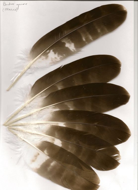 Album - Falconiformes