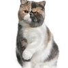 L'Exotic Shorthair