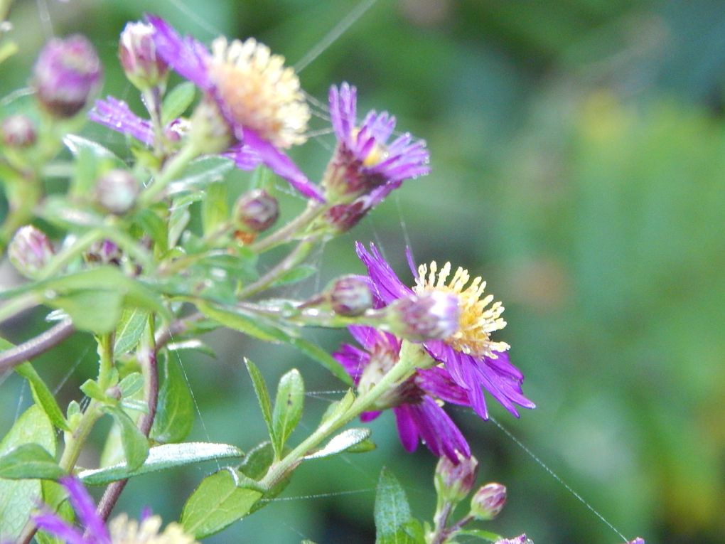 JARDIN DE LILIANE (Limousin)