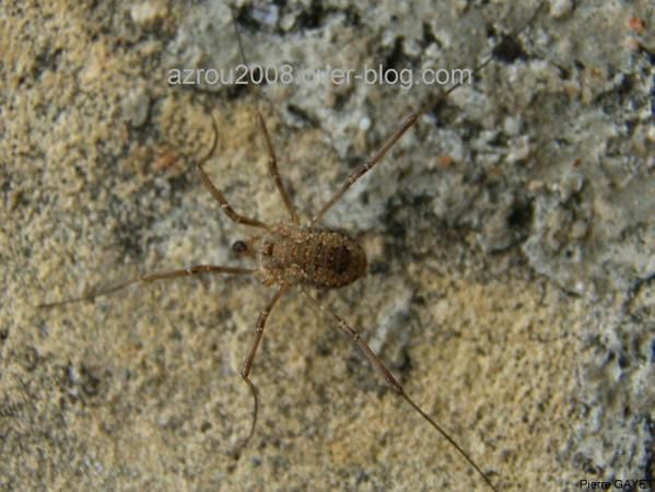 photos prises aux alentours du village de Chemilly, dans l'Allier (03), ainsi que dans la Nièvre (58) et le Puy-de-Dôme (63). Vous y trouverez principalement des photos d'insectes et de fleurs.