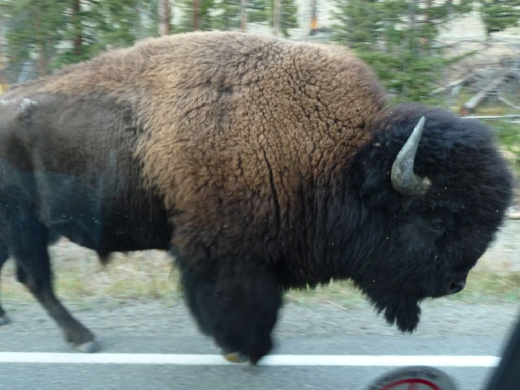 Album - 15.Yellowstone (Wyoming-octobre)