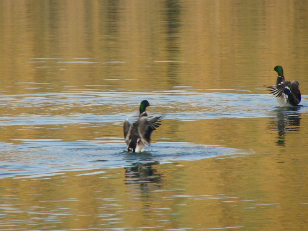 photos parc de sceaux automne 09
