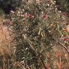 Le cirse laineux (Cirsium eriophorum) et la grande sauterelle verte (Tettigonia viridissima)