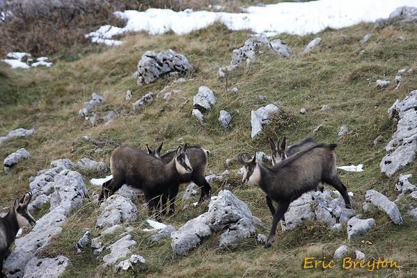 Attitudes et pelages des chamois en novembre