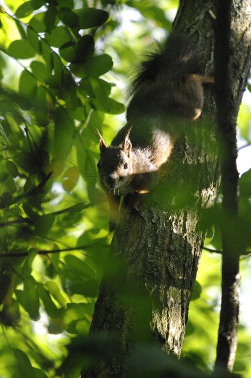  Le plan du projet urbanistique, rencontres flore faune dans le parc, un sous bois image d'un bois sale pour nos élus et l'article de Mme Fleuriot paru dans SO au moment du passage POS en PLU (2006)