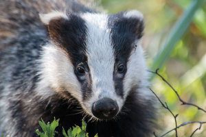 SNCF : des terriers en béton près des rails pour abriter les blaireaux... et éviter les déraillements