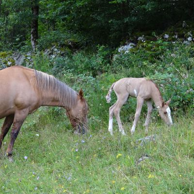 Une pouliche Criollo est née ce matin !