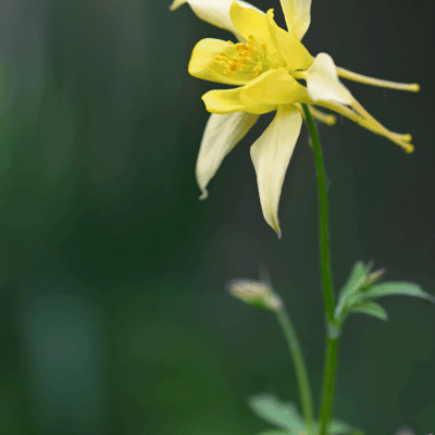 Sulfur Queen et ses sujets ...