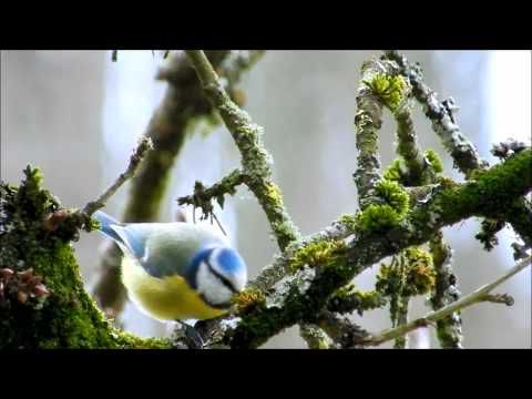 La mésange bleue.wmv