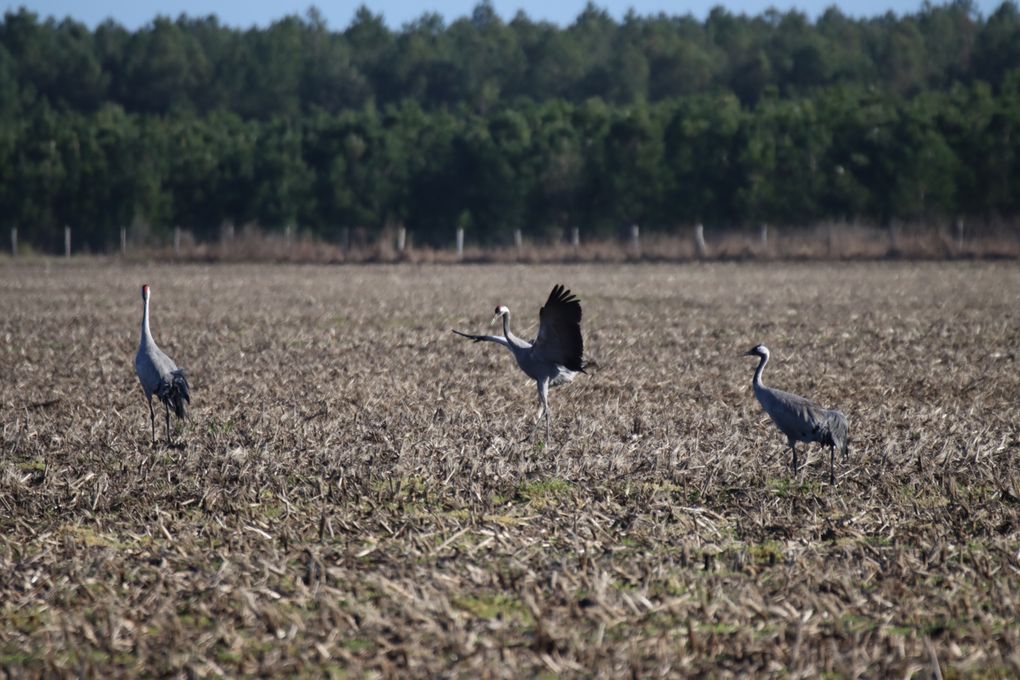 Les grues cendrées 