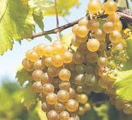 #Chardonnay Producers Rhode Island Vineyards