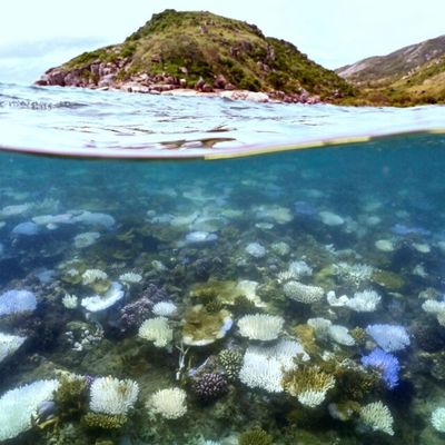 Australie : la Grande Barrière de corail en danger critique, selon un nouveau rapport alarmant