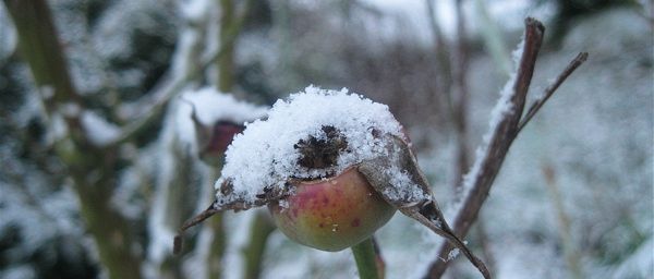 Juste un souvenir de la rose