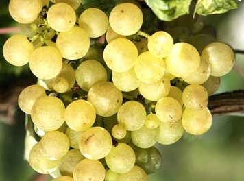 Origine et histoire du Chasselas...