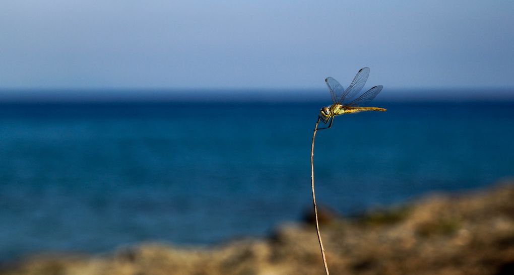 Pour la 2e fois, voyage en Corse, de Bastia à Ajaccio, en passant par le Cap Corse, Saint Florent, Porte, Corte, Sagone...