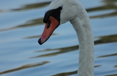 Cygne