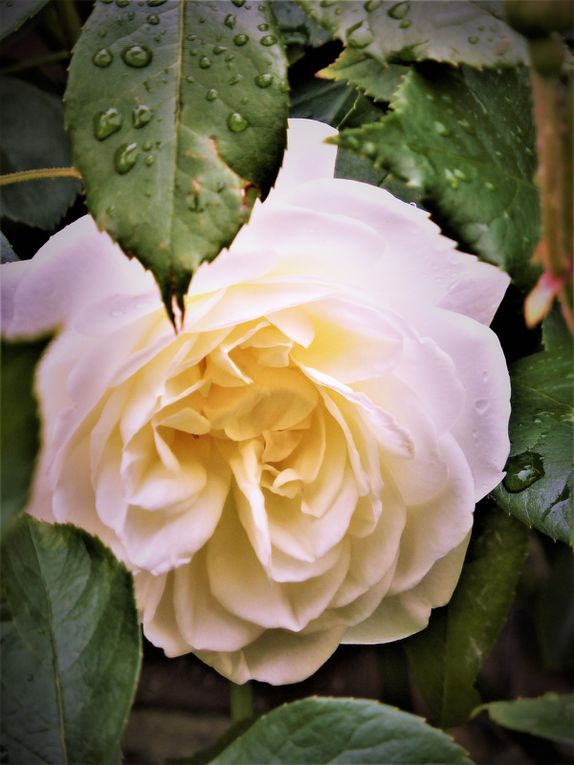 les fleurs du jardin