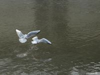 Les mouettes alsaciennes