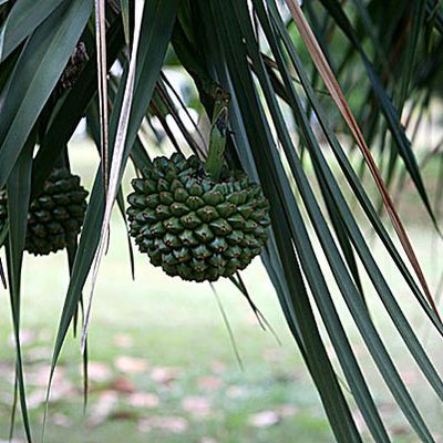 Pandanus