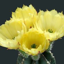 Images du monde : Cactus en fleurs 2