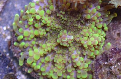 corallimorphe anemone disque (discosoma et ricordea)
