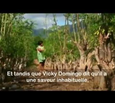 La Moringa Plante Miracle ou Arbre de Vie