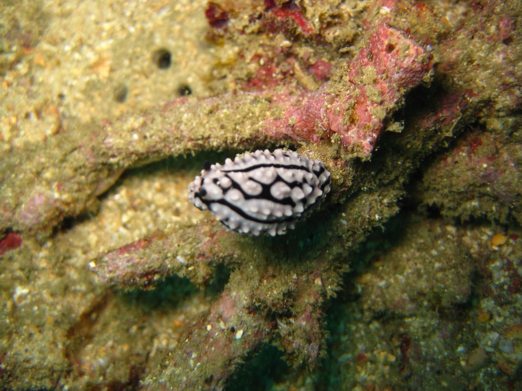 Plongees sur (enfin, sous ;  enfin, bref ...:) les iles de Bida Nok et Bida Nai au large de Kho Phi Phi.
Esso es la Bida ! ;-)