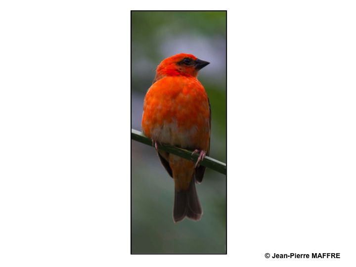 Oiseaux exotiques Des oiseaux de toutes les couleurs dans leur univers d'air, d'eau et de terre.