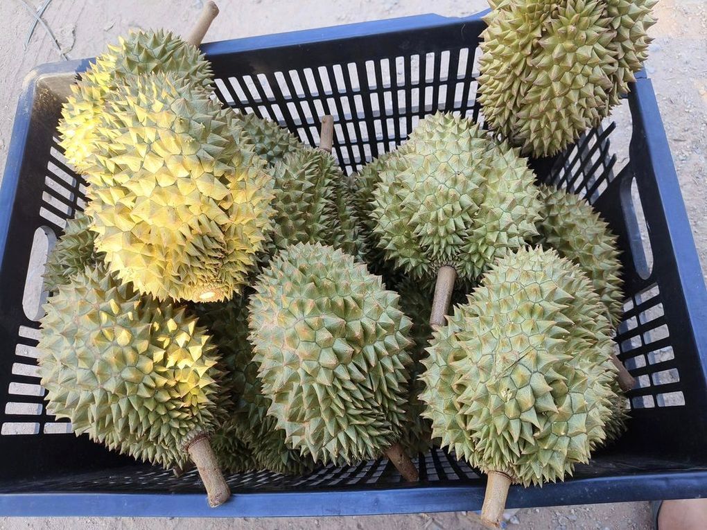 Au cœur des durians – Fruit de saison (24-08)