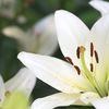 White Lily