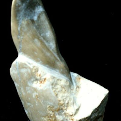 MÉDITER -Trésor de garrigue © -268/1001