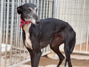 levrier d'espagne galga noire de 6 ans a adopter a l'association sos chiens galgos