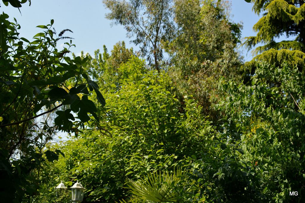 Le jardin de Vincenzo Campisano à Sin-le-Noble.