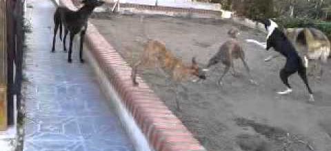 Galgo Angel, qui lui accordera maintenant sa chance