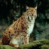 Un lynx boréal recueilli en Pologne rappelle la menace qui pèse sur l'espèce