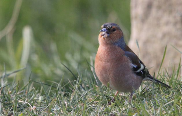 Oiseau de printemps