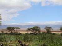 Cratère du Ngorongoro - autour de l'aire de pique nique