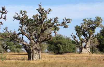 Trois arbres du Siné Saloum