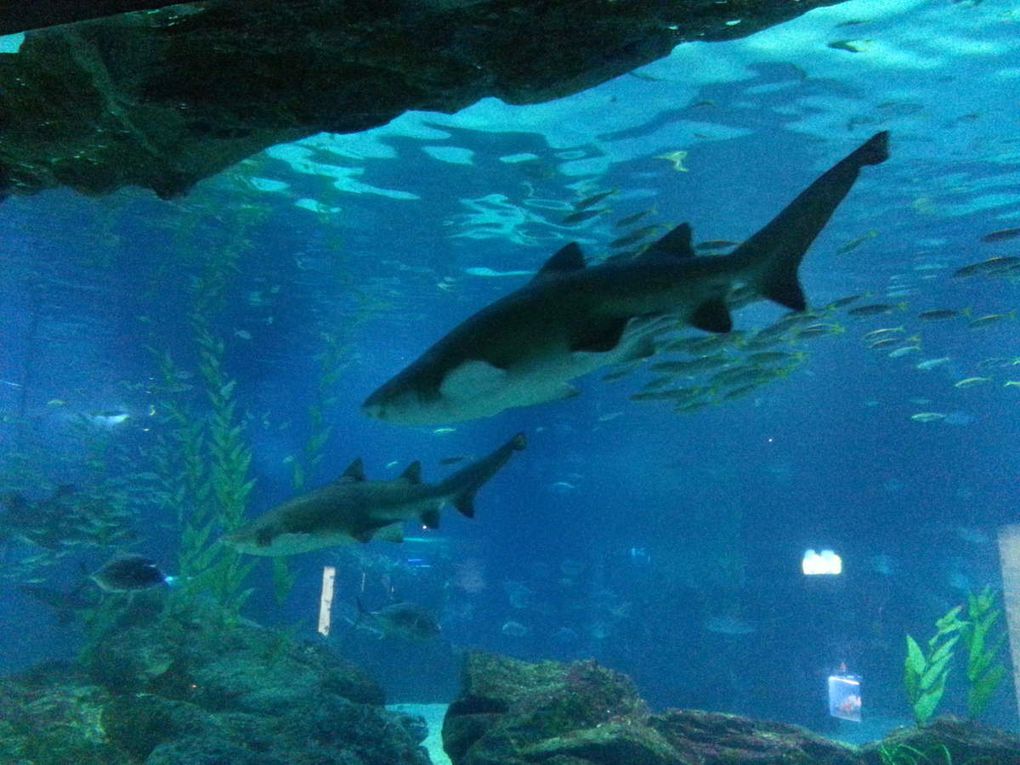 Aquarium de Busan
