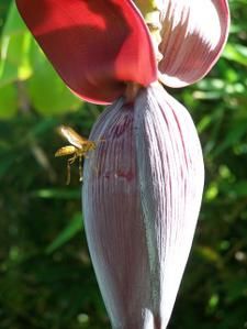 Balade dans le jardin à la fin de l'été austral