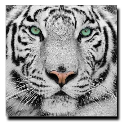 Le tigre blanc